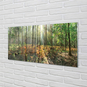 tulup.si Slika na akrilnem steklu Gozd drevo breza 125x50 cm 2 obešalnika
