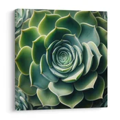 Slika popolna spirala sukulente - 20x20