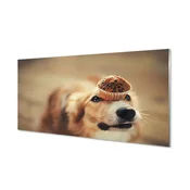 tulup.si Stenska plošča za kuhinjo Pes bun 100x50 cm