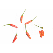 Tabasco – Sjemenke chili papricica