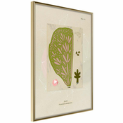 Poster - Cross Section of a Leaf 40x60