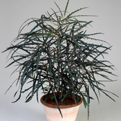 Flora Ekspres Seme cveca, Lažna aralija - Dizygotheca elegantissima