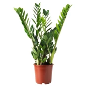 ZAMIOCULCAS Biljka u saksiji, palma zamija, 17 cm