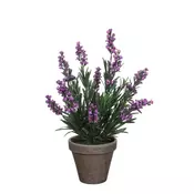LAVANDA