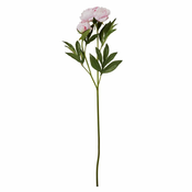 Lene Bjerre Potonika (Paeonia) roza s popkom, 85 cm