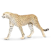 Safari Gepard