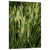 shumee Platno z motivom botanike in zelene trave, 80x120 cm