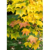 KOLHIJSKI JAVOR, ACER CAPPADOCICUM RUBRUM