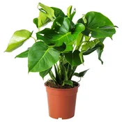 MONSTERA Lončnica, navadna monstera, 21 cm