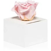 RoseAmor Pink stabilizirana vrtnica v škatlici 1 kos