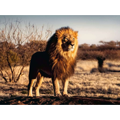 Ravensburger - Puzzle The lion. The king of beasts - 1 500 kosov