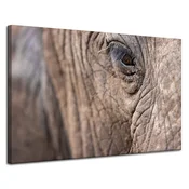 shumee Platno s tiskom Živali Slonovo oko 120x80 cm