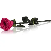 RoseAmor Fuchsia stabilizirana vrtnica na steblu 30 cm 1 kos