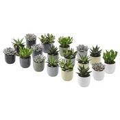 SUCCULENT Lončnica s cvetličnim loncem, sočnica mešane barve, 6 cm