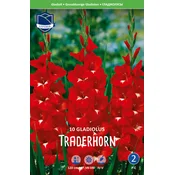 Čebulice Gladiola Traderhorn, 10 kosov