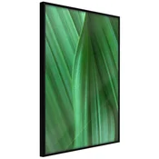 Poster - Leaf Structure 30x45