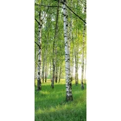 Fototapeta za vrata BREZOV GOZD 86x200 cm