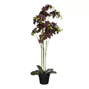 ORHIDEJA