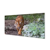 tulup.si Stenska plošča za kuhinjo Tiger woods 100x50 cm
