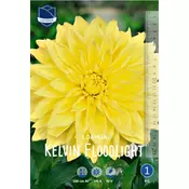 Čebulice dalija Kelvin Floodlight, 1 kos