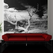 Foto tapeta - Grand Canyon tree 400x309