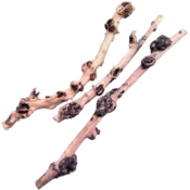 shumee Sava les 40-60 cm