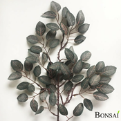 Fagus veja 51 cm - 25 do 50 cm