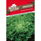 SEME ROYAL SEEDS 223 Endivija Malan