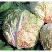 RADIČ VARIEGATA DI LUSIA BIG PACK 20gr