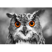 Enjoy - Puzzle Radovedna sova 1000 - 1 000 kosov