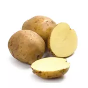 Krompir Beli