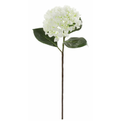 Shishi Hortenzija bela, 70 cm