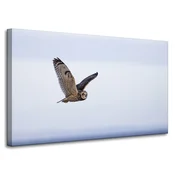 shumee Platno s sliko Živali Sova v letu 100x60 cm