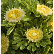 Flora Ekspres Seme cveca, Aster zelena zvezda-Callistephus (aster) chinensis hulk