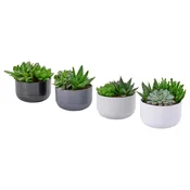 SUCCULENT Lončnica, sočnica mešane barve, 14 cm