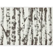artgeist Fototapeta Stately Birches, 150x105cm