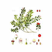 Uva (Arctostaphylos uva ursi), 100g
