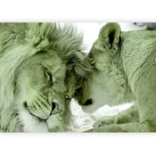 artgeist Fototapeta Lion Tenderness, 100x70cm
