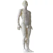 Model za akupunkturo - 50 cm