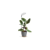 LED prigušiva stona lampa za uzgoj biljaka VERDI LED/5W/5V 1300K bela