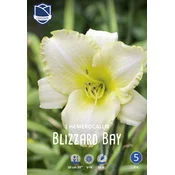 Čebulice Lilije Blizzard bay, 1 kos
