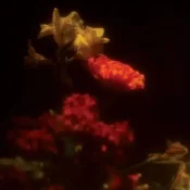 Grégoire Gerstmans - Hypnagogie (LP)