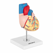 Model srca - rastavljiv na 2 dijela - u prirodnoj velicini