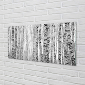 tulup.si Stenska plošča za kuhinjo Črno-bele breze 125x50 cm