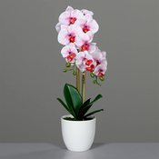 Orhideja belo-roza v belem loncu 53 cm