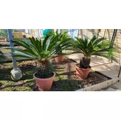 CIKAS PALMA, CYCAS REVOLUTA, LONEC fi40cm, V150cm