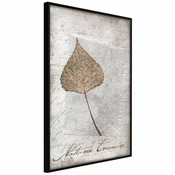 Poster - Dried Leaf 30x45