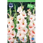 Čebulice Gladiola Ajax, 10 kosov