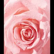 Nivea Dvofazni odstranjevalec ličil za oči Rose Touch (vodoodporen odstranjevalec ličil za oči) 100 ml