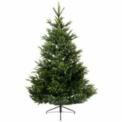 Everlands Jelka Arlberg fir 210cm-142cm 68.4382